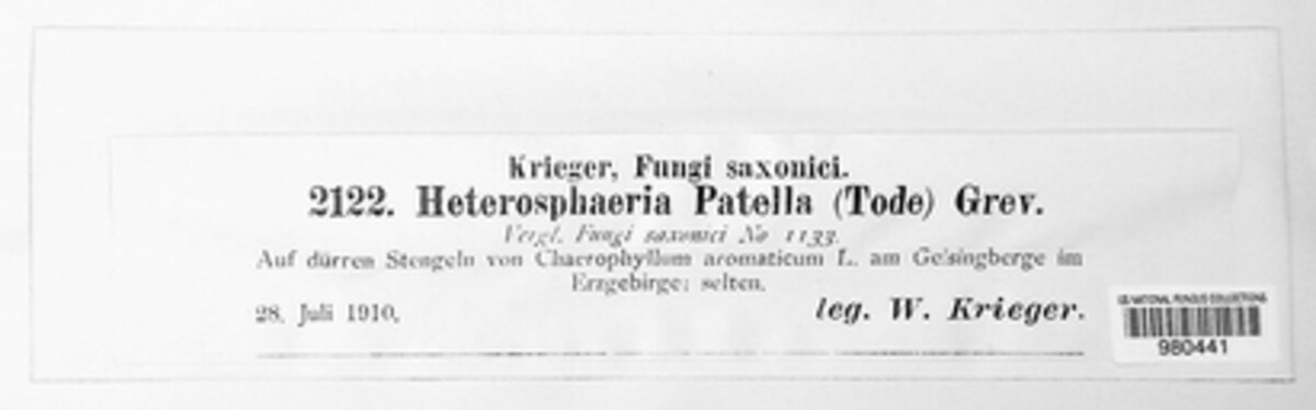 Heterosphaeria patella image